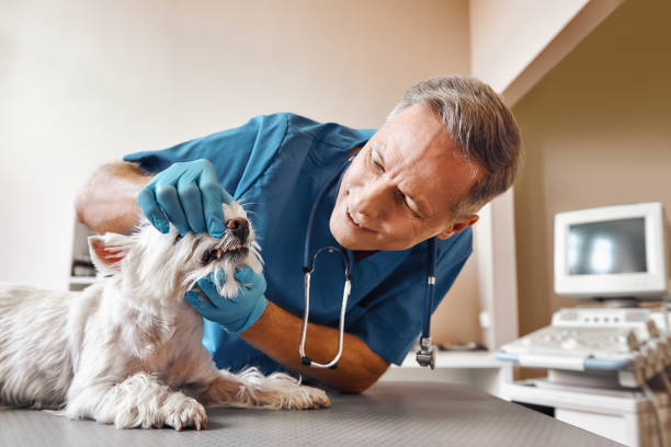 Best Broken or Cracked Tooth Emergency Dentist in Prophetstown, IL